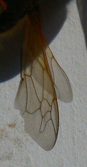 Tachytes etruscus (Crabronidae)